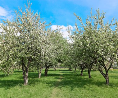 Bahar parkında çiçek açan elma ağaçları.