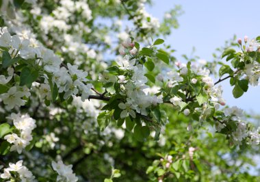 arka plan Variety parlak güzel elma dalı