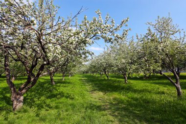 Bahar çiçekli elma ağacı Parlak yeşil orchad