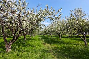 Spring blooming apple tree in bright green orchad clipart