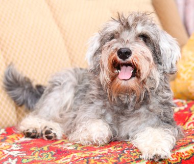 komik etkin mini schnauzer izole renkli kırmızı halı üzerinde