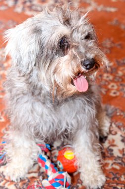 komik etkin mini schnauzer izole renkli kırmızı halı üzerinde