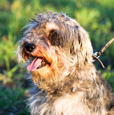 Funny active mini schnauzer in nature