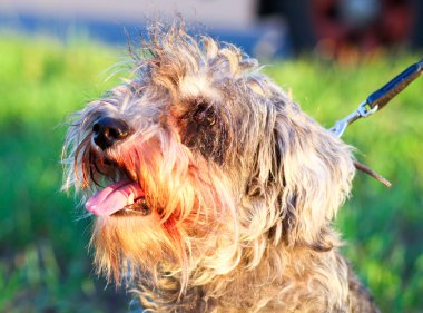 Funny active mini schnauzer in nature