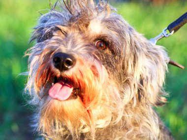 Funny active mini schnauzer in nature