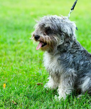 Funny active mini schnauzer in nature