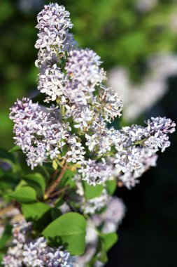 Leylak dalı ilkbaharda çiçek açan.