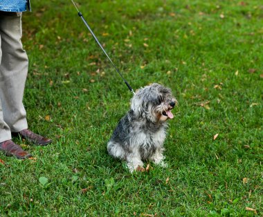 Funny active mini schnauzer in nature