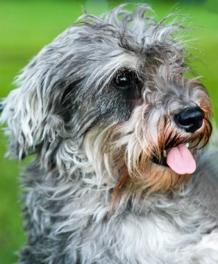 Funny active mini schnauzer in nature