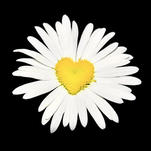 Close-up van daisy met hart over zwart — Stockfoto