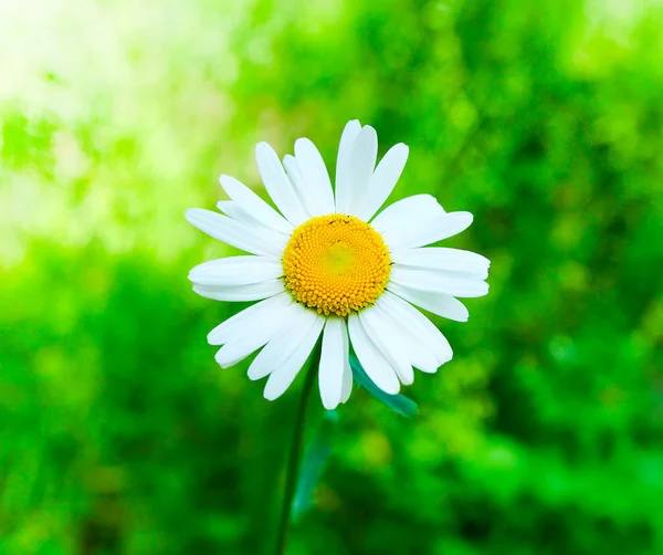 Closeup λουλούδια χαμομηλιού — Φωτογραφία Αρχείου