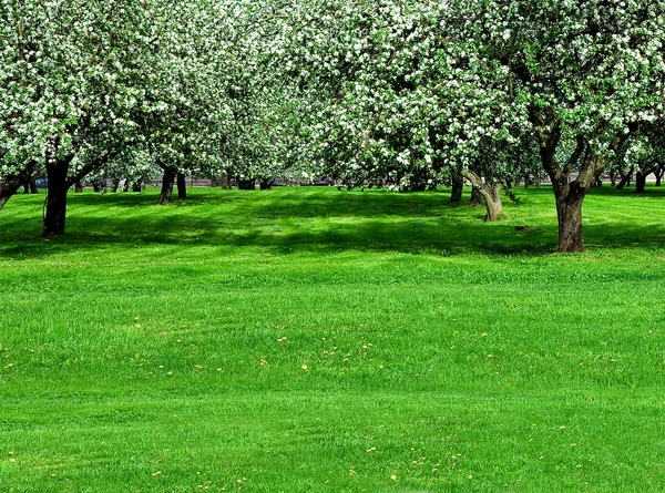 在春天盛开苹果树木园 — 图库照片