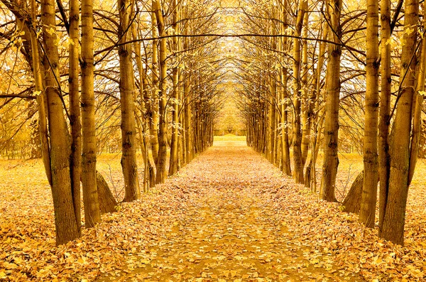 Beautiful autumn park — Stock Photo, Image