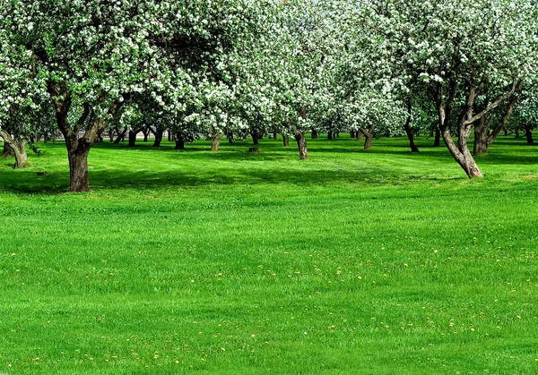 Huerto de manzanos florecientes en primavera — Foto de Stock