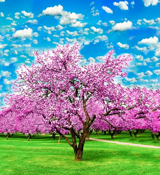 Virágzó almafák alatt élénk felhős ég a kertben — Stock Fotó