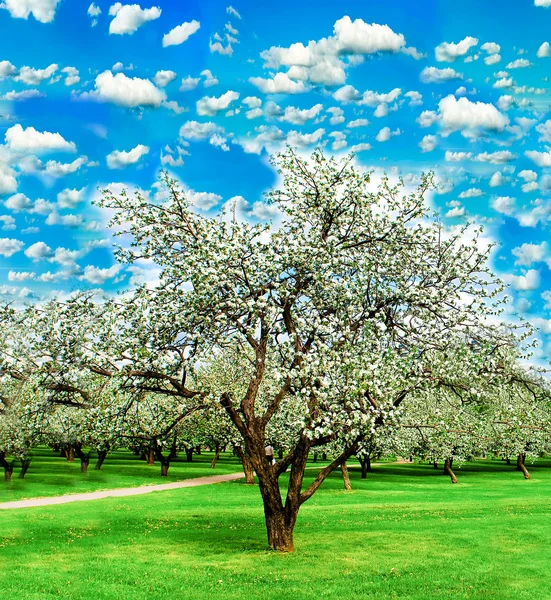 Bahçe canlı bulutlu gökyüzü boyunca çiçek açan elma ağaçlarının — Stok fotoğraf