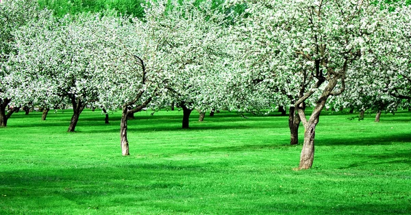 Huerto de manzanos florecientes en primavera —  Fotos de Stock