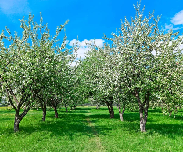 Красивые цветущие яблони в весеннем парке — стоковое фото