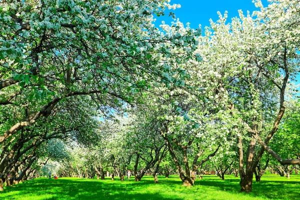 Gyönyörű virágzó almafák a tavaszi parkban — Stock Fotó
