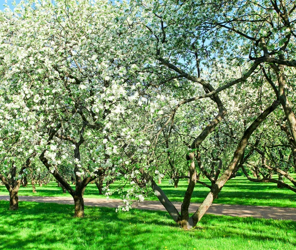 Hermosos manzanos en flor en el parque de primavera —  Fotos de Stock