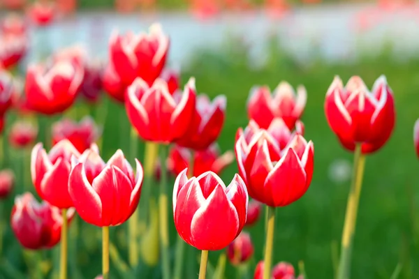 在花园里许多红色盛开郁金香 — 图库照片