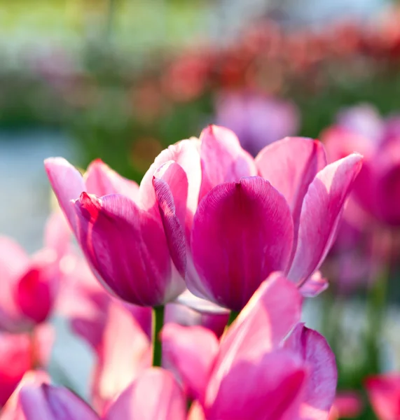 Bahar içinde parlak çiçek açan laleler — Stok fotoğraf