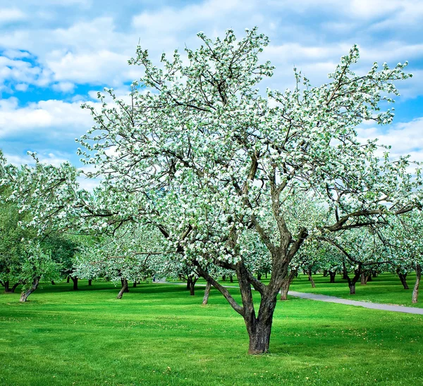 Blühender Apfelbaumgarten bei bewölktem Tag — Stockfoto