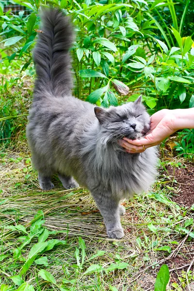 Bellissimo gatto grigio all'aperto — Foto Stock