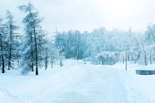 多雪的冬季森林 — 图库照片