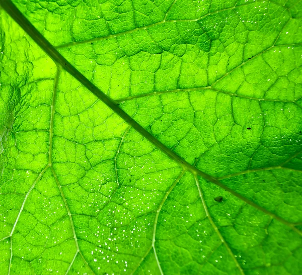 Fermer Texture des feuilles vertes — Photo