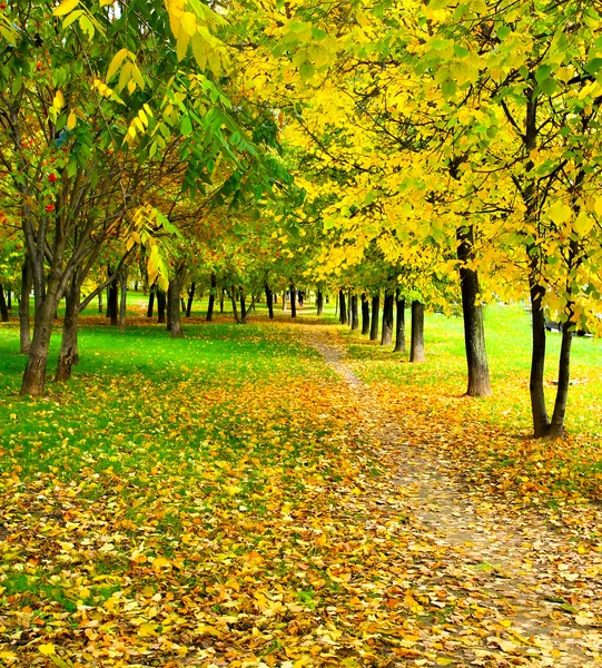 Piękny złoty park — Zdjęcie stockowe