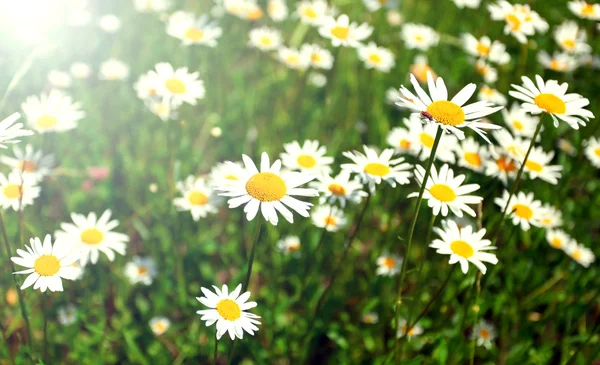 Λευκά λουλούδια μαργαρίτα στο Λιβάδι το καλοκαίρι, το λαμπρό ήλιο — Φωτογραφία Αρχείου