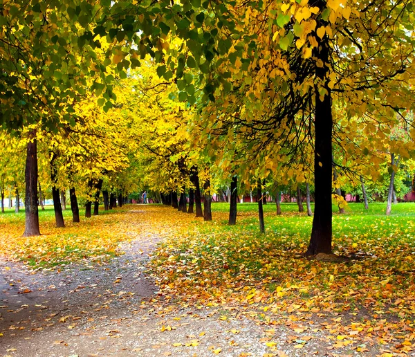 Vivid alley in autumn — Φωτογραφία Αρχείου