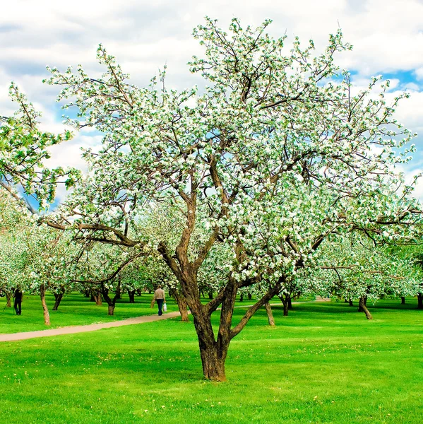 Яблоневый лес весной, красивый цветущий лес — стоковое фото