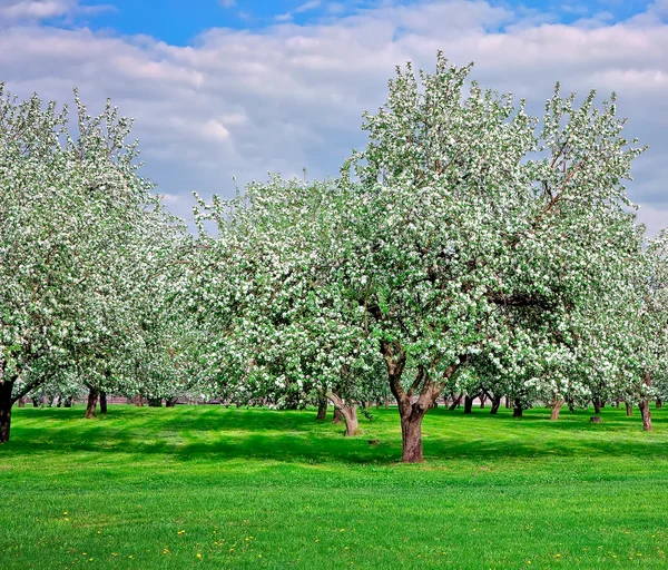 Bloeiende apple bomen tuin in het voorjaar van — Stockfoto