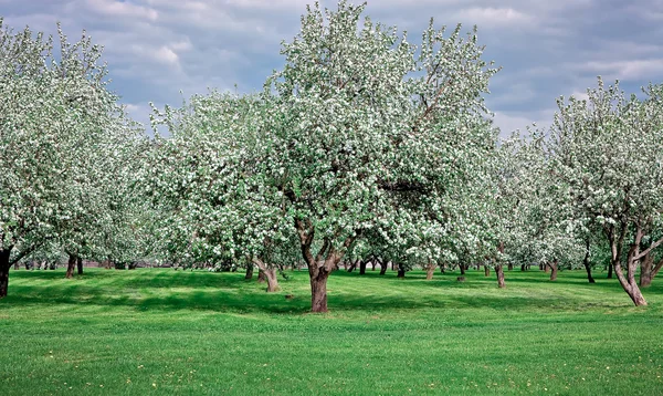 Huerto de manzanos florecientes en primavera —  Fotos de Stock