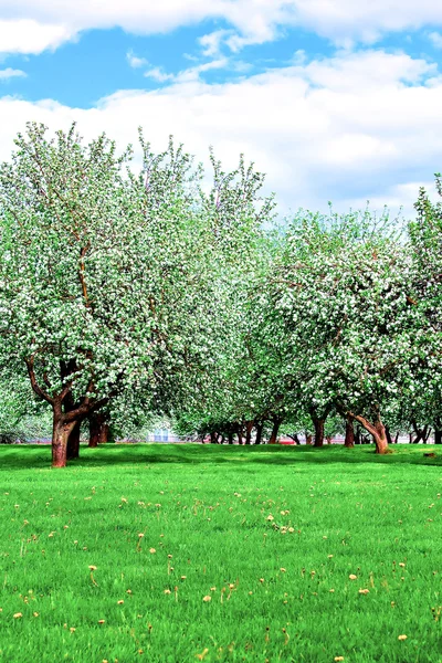 在春天盛开苹果树木园 — 图库照片