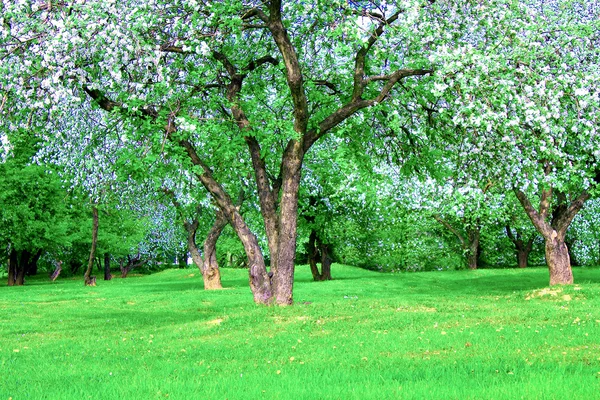 Kwitnący ogród drzewa jabłko na wiosnę — Zdjęcie stockowe