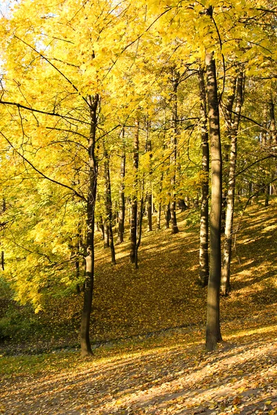 Floresta de outono amarelo — Fotografia de Stock