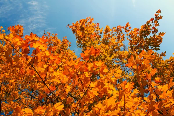 Gele bladeren over blauwe hemel — Stockfoto