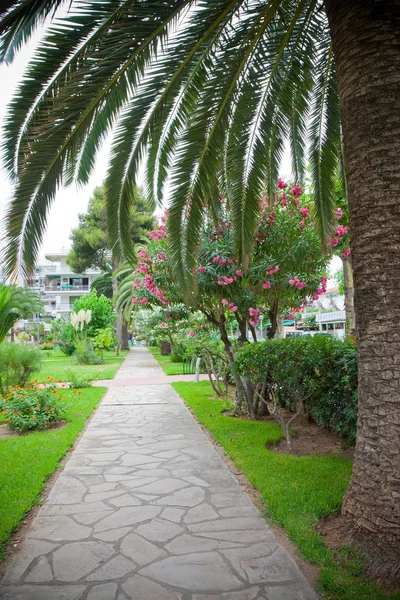 Walkway with palm trees — Stock Photo, Image