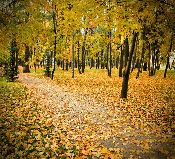 Κίτρινο φθινοπωρινό δάσος — Φωτογραφία Αρχείου