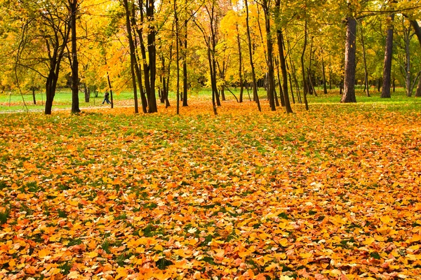 Gouden herfst boomgaard — Stockfoto