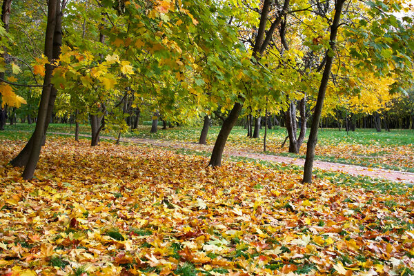 Golden autumn orchard