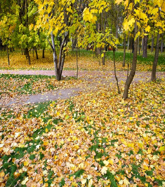 Alley in the autumn park — Stock Photo, Image