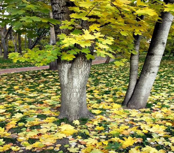 Sarı yaprakların ağaçlarda — Stok fotoğraf
