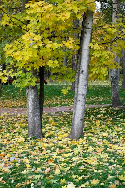 Aceri in autunno — Foto Stock