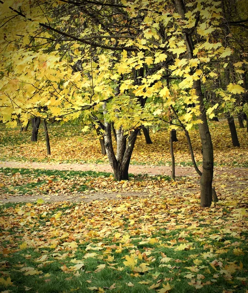Bright fall season — Stock Photo, Image