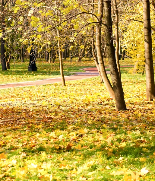 Güzel sonbahar ağaçlar — Stok fotoğraf