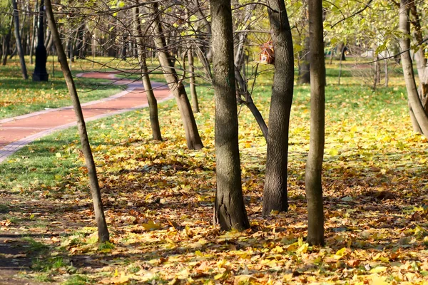 Żółty jesień krajobraz — Zdjęcie stockowe